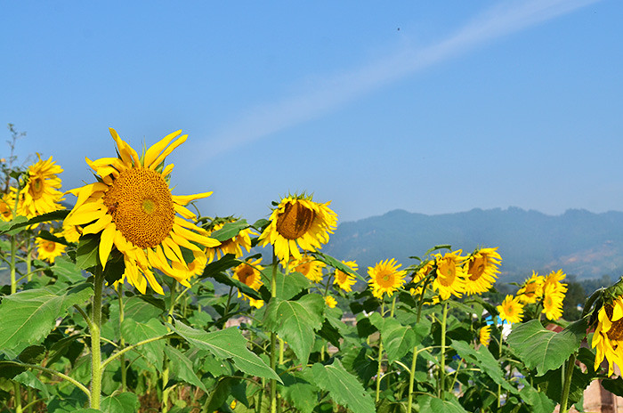 2014�����컨�ȶ�����ͼ����