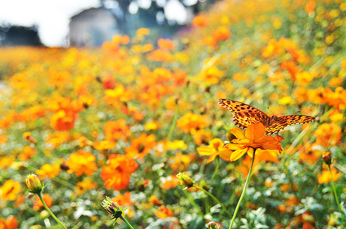 2014�����컨�ȶ�����ͼ����