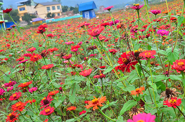 2014�����컨�ȶ�����ͼ����