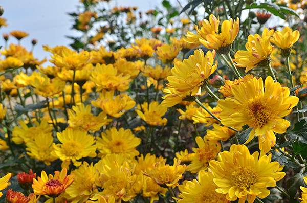 2014�����컨�ȶ�����ͼ����