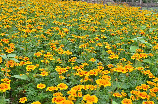 2014�����컨�ȶ�����ͼ����