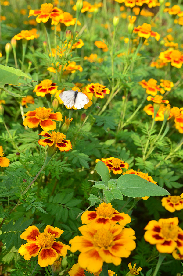 2014�����컨�ȶ�����ͼ����