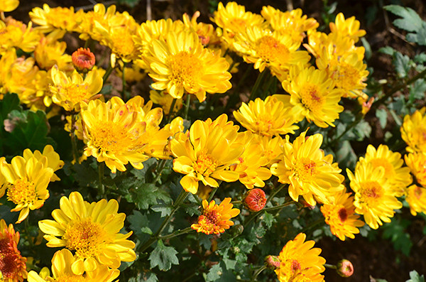 2014�����컨�ȶ�����ͼ����