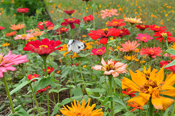 2014�����컨�ȶ�����ͼ����