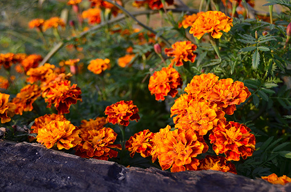 2014�����컨�ȶ�����ͼ����