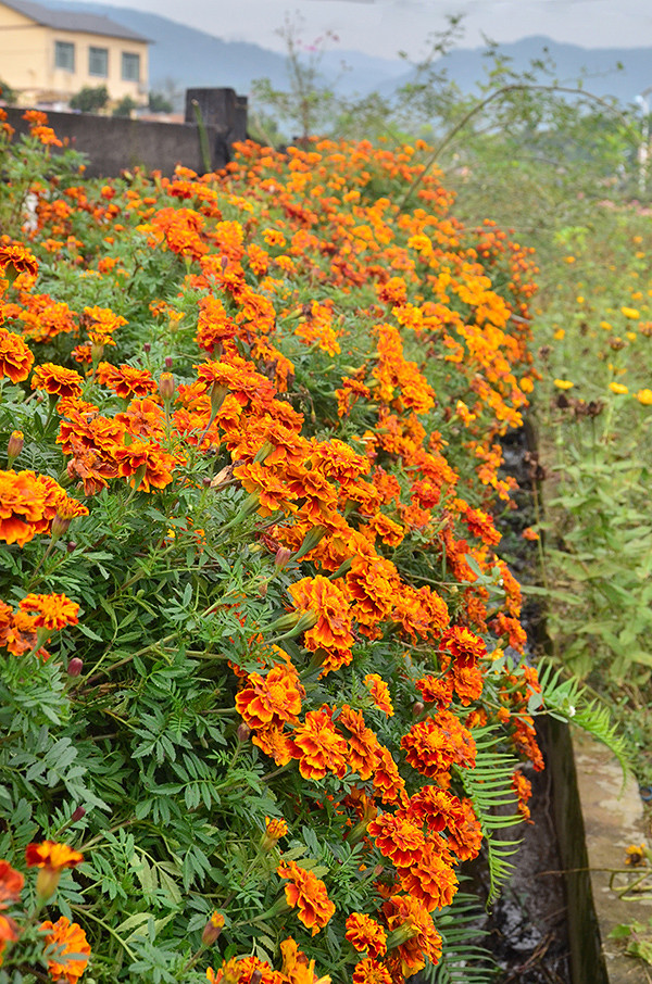 2014�����컨�ȶ�����ͼ����