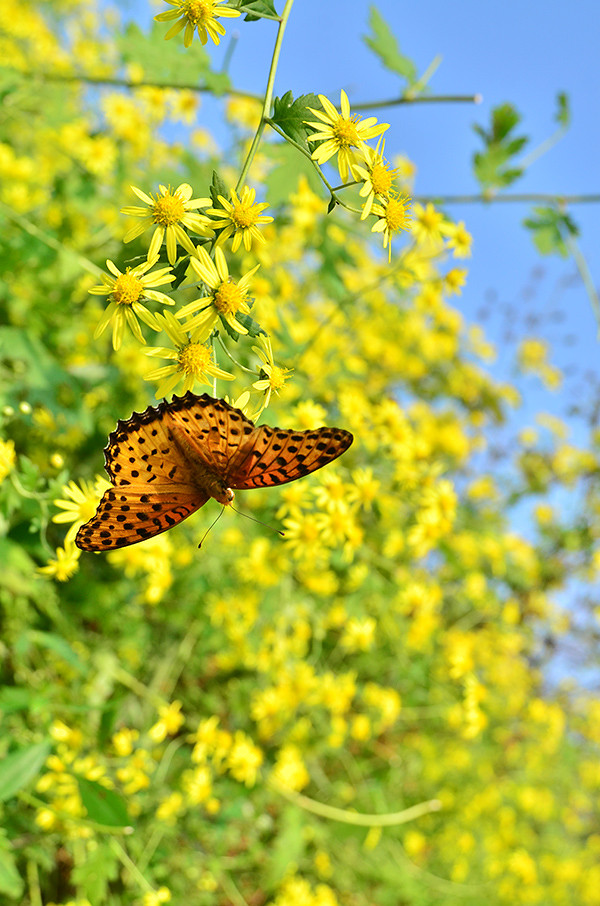 2014�����컨�ȶ�����ͼ����