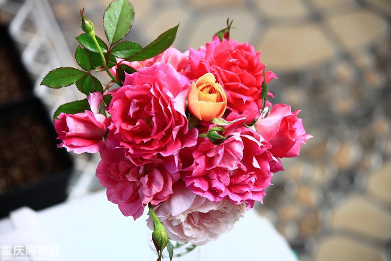 ����̨���¼��ﻨ��