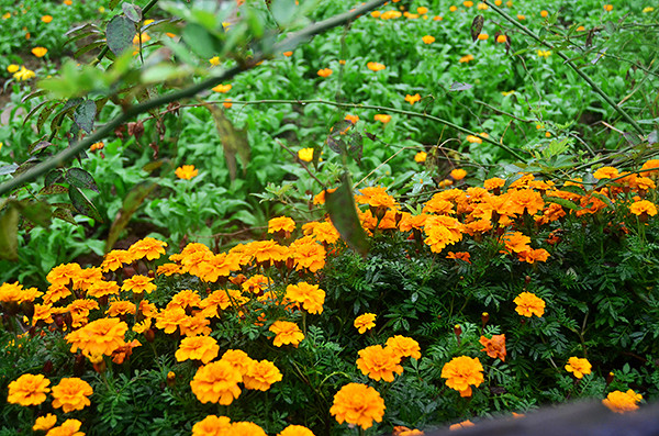 2014�����컨�ȶ�����ͼ����