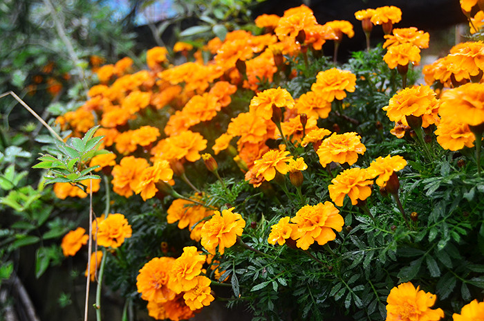 2014�����컨�ȶ�����ͼ����