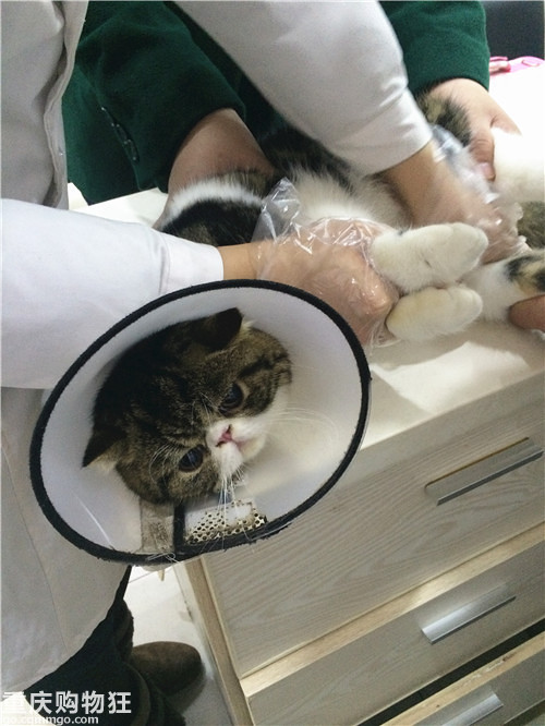 记录公猫绝育手术全过程,我可怜的菲咪木有蛋