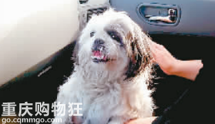 海南落下爱犬主人网上求助仗义网友驾车免费送狗回渝 重庆生活 重庆杂谈 重庆购物狂