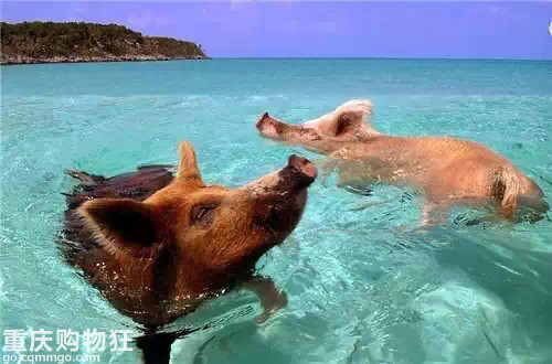 小猪仔的仙境 猪群会陪你游泳的巴哈马 其他 游山玩水 重庆购物狂