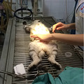 发帖纪念一下我们家莽妹的绝育过程！我想说