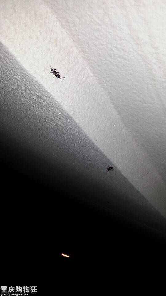 最近下雨出现了很多夹夹虫(蠼螋),是不是现在到