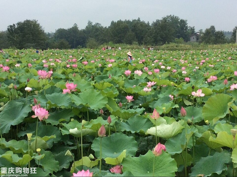 摘葡萄，观荷花，钓鱼儿-说走就走的亲子游