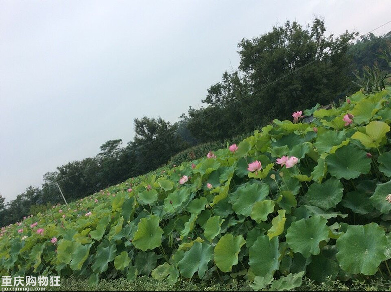 摘葡萄，观荷花，钓鱼儿-说走就走的亲子游