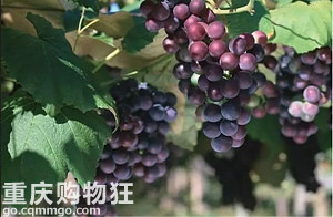 重庆可以摘葡萄的地方，重庆摘葡萄攻略+地图