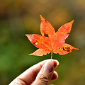 各位盆友~！ 南山的花全开了 快去踏春吧~！_图0