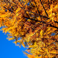 各位盆友~！ 南山的花全开了 快去踏春吧~！_图1