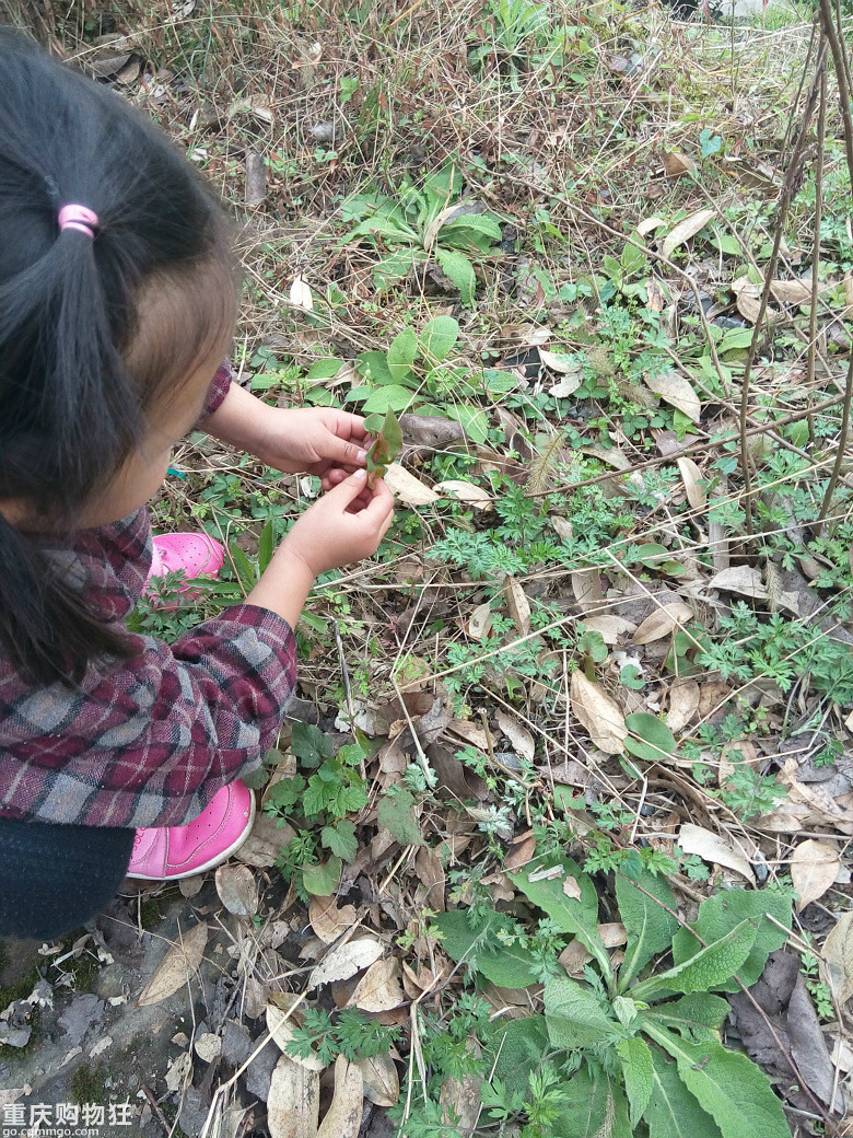放牛坪春天野菜王国亲子游挖清明菜 折耳根 野蒜 周边游 游山玩水 重庆购物狂