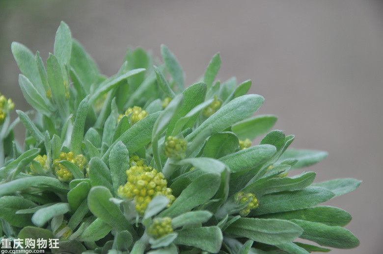 放牛坪春天野菜王国亲子游挖清明菜 折耳根 野蒜 周边游 游山玩水 重庆购物狂