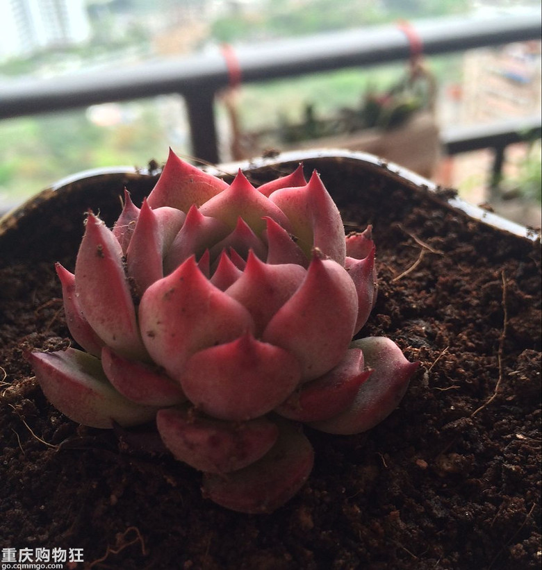 【秀阳台】那些多肉和花