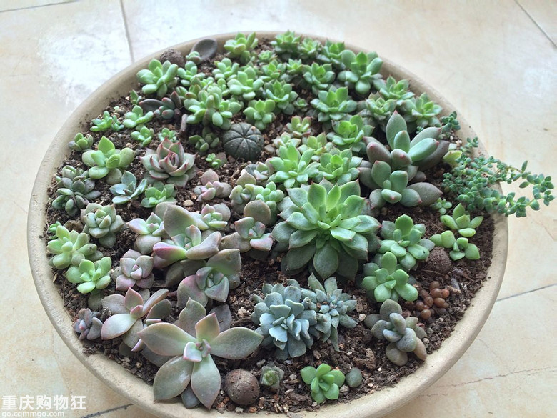 【秀阳台】那些多肉和花