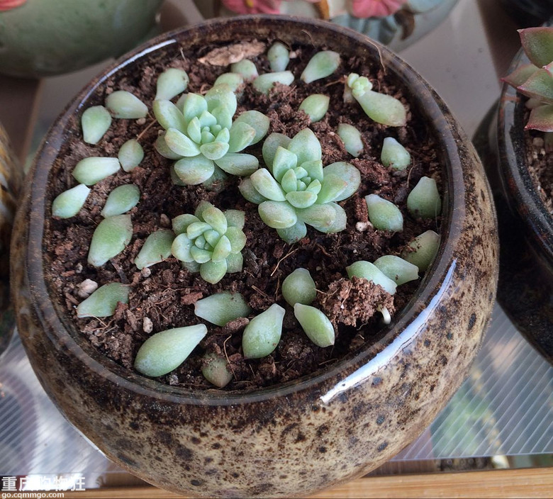 【秀阳台】那些多肉和花