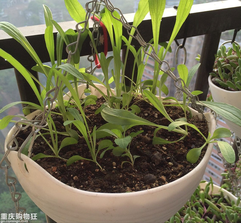 【秀阳台】那些多肉和花