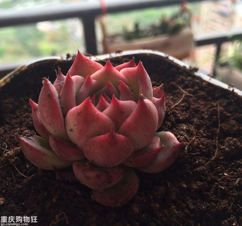 【秀阳台】那些多肉和花