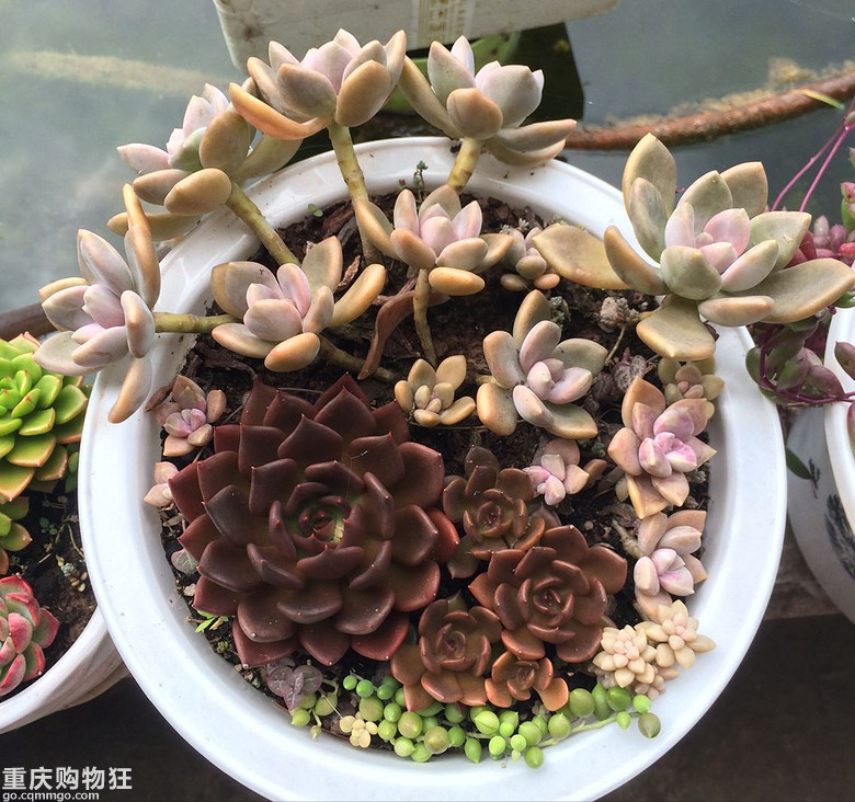 【秀阳台】那些多肉和花