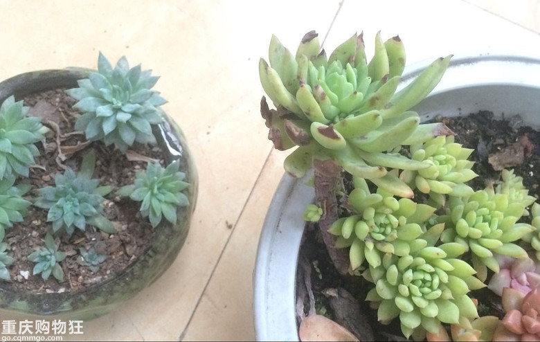 【秀阳台】那些多肉和花