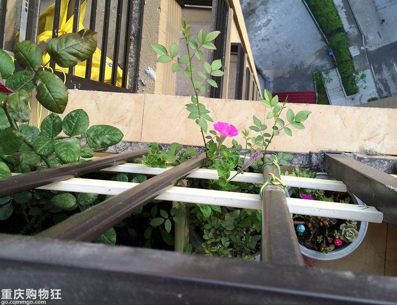 【秀阳台】那些多肉和花