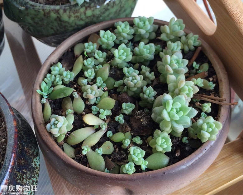 【秀阳台】那些多肉和花