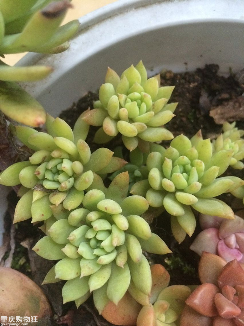 【秀阳台】那些多肉和花