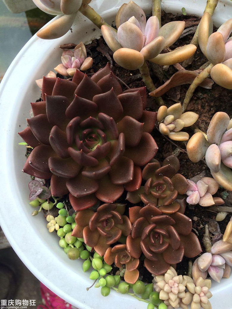 【秀阳台】那些多肉和花