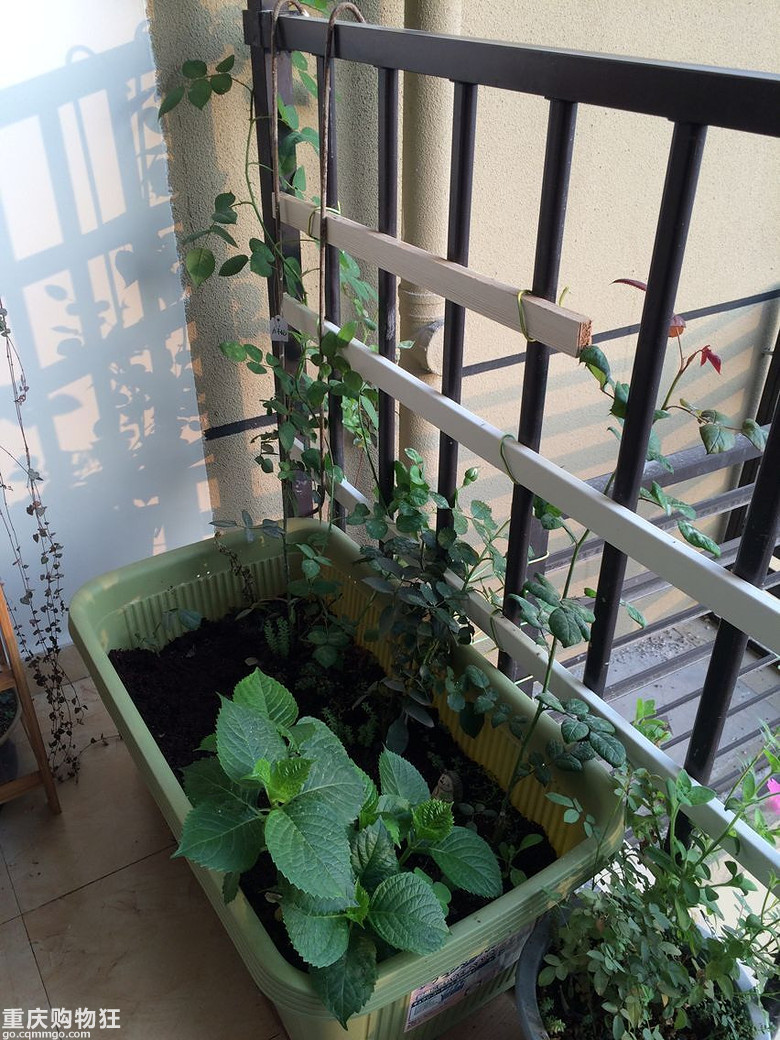 【秀阳台】那些多肉和花