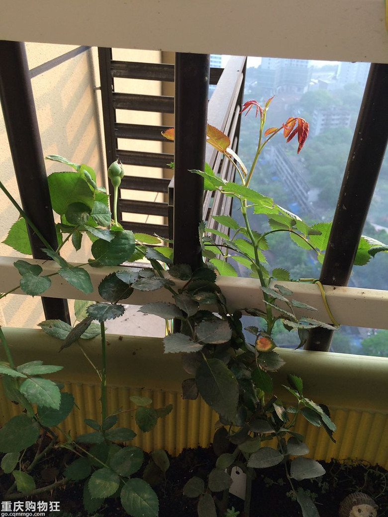 【秀阳台】那些多肉和花