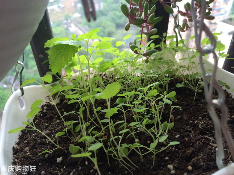 【秀阳台】那些多肉和花