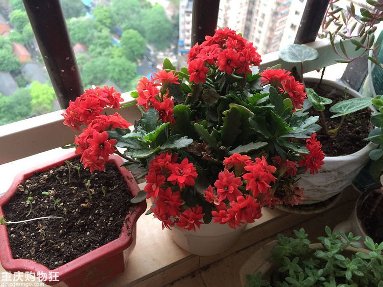 【秀阳台】那些多肉和花