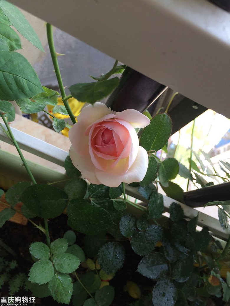 【秀阳台】那些多肉和花
