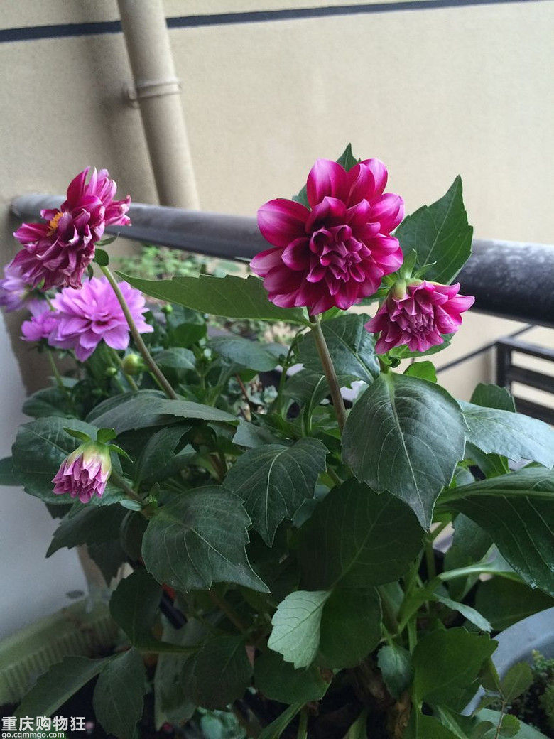 【秀阳台】那些多肉和花