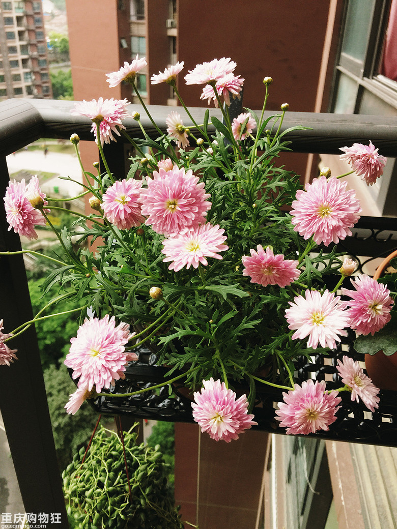 【晒阳台】kk小花园