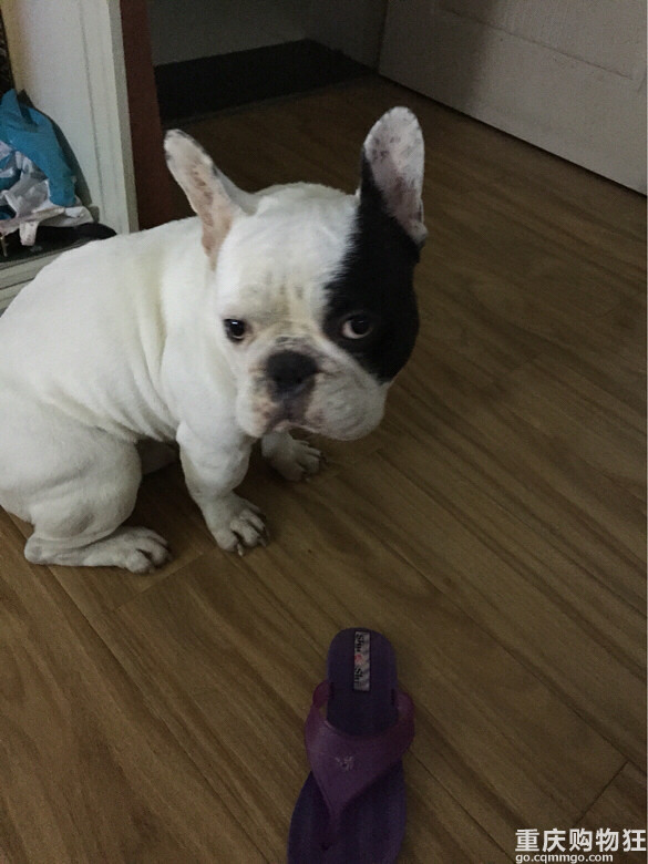 我家狗狗走丢，请朋友们帮忙转发下！