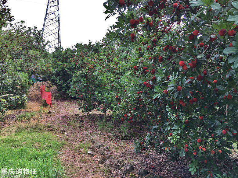 一年就只吃到这么14天！自驾仙居探寻传说中的“乒乓球杨梅”