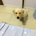 求介绍有耐心和爱心的宠物美容店，幺不到台的洗澡店注定要倒闭