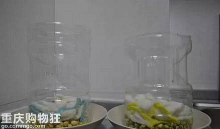 一个可乐瓶子就能种出来一家人吃的豆芽