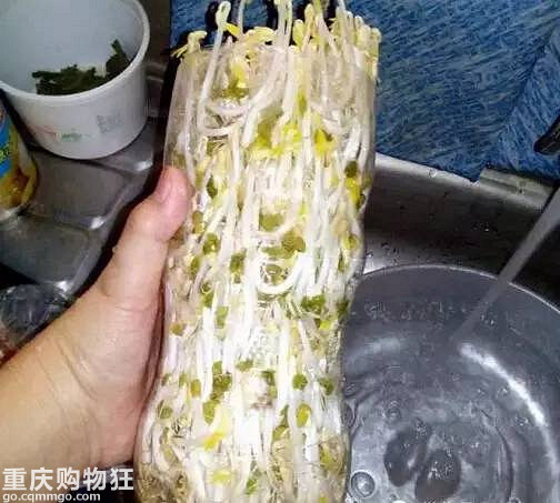 一个可乐瓶子就能种出来一家人吃的豆芽