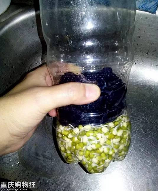 一个可乐瓶子就能种出来一家人吃的豆芽